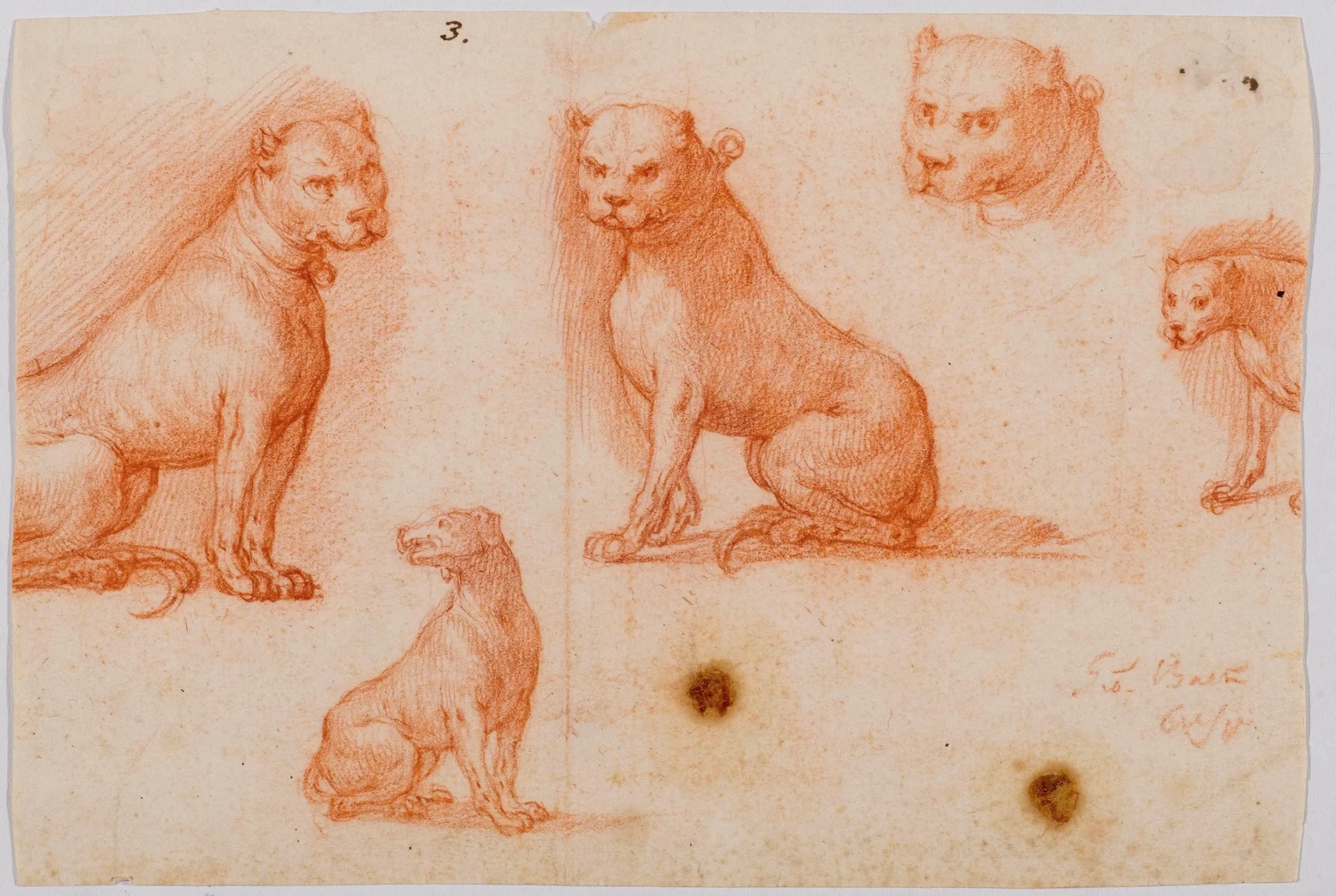 Giovan Battista Crespi, detto Cerano - Studio di cani, attribuito